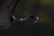 Australian Bustard (Ardeotis australis)
